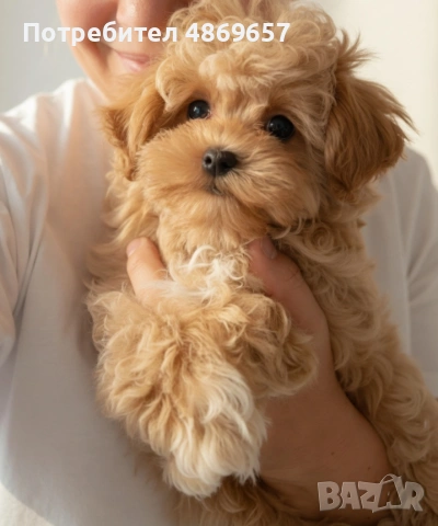 Истински Teacup Maltipoo F1 до 1,5 кг – рядко момченце от бутикова селекция, снимка 2 - Пудели - 55077818