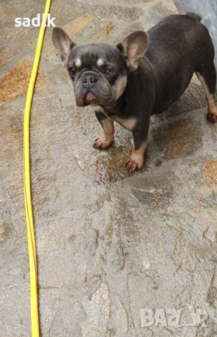 френски булдог , снимка 3 - Френски булдог - 54004406