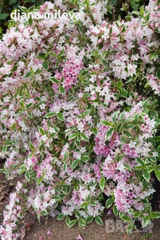 Вейгела флорида Вариегата, Weigela florida Variegata , снимка 2 - Градински цветя и растения - 38141135