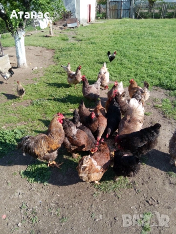 Продавам катунски петли