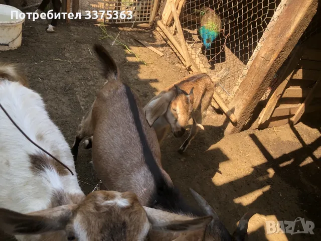Ярета мъжко и женско, снимка 6 - Кози - 55310698