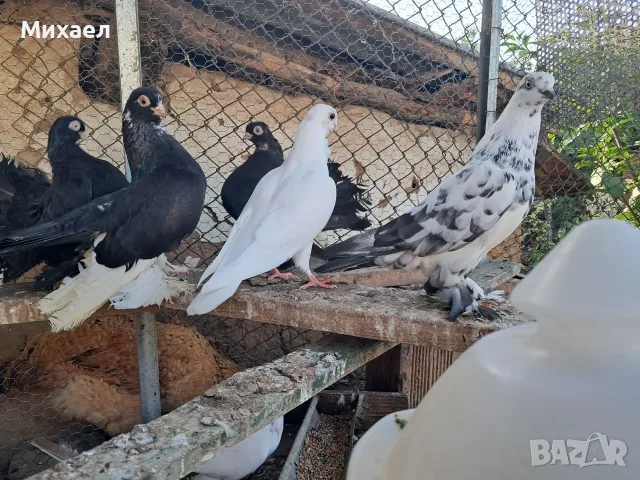 Продаам Гълъби руски кабаци, снимка 3 - Гълъби - 55427022