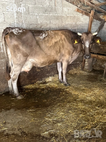 Продавам 3 Елитни Крави