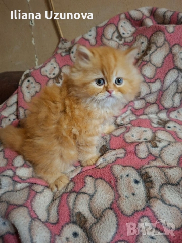 Уникално персийско котенце , снимка 6 - Персийска - 54730781
