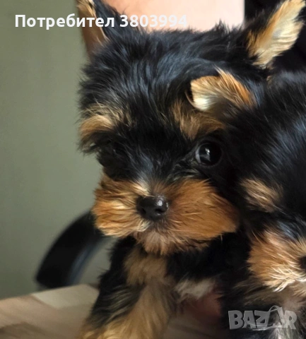 Мини момченце Йоркширски териер с чипо носленце 