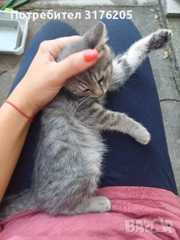 Женски котета търсят дом, снимка 11 - Други - 47355560