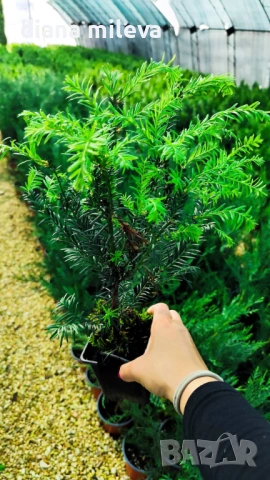 Тис, Taxus baccata, студоустойчив , снимка 7 - Градински цветя и растения - 53068902
