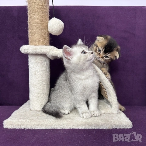 🐾 Шотландски клепоухи (Scottish Fold) и правоухи (Scottish Straight) котенца