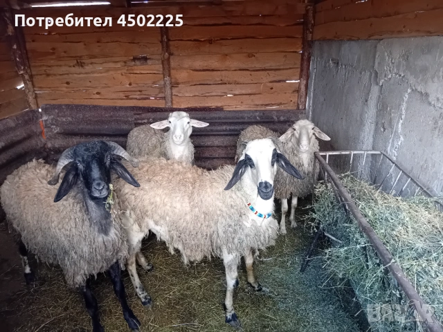Овен Коч, снимка 3 - Овце - 54610194