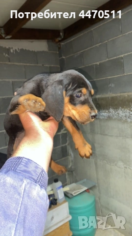 продава се ловно куче на 4 месеца, снимка 9 - Гонче - 54316867