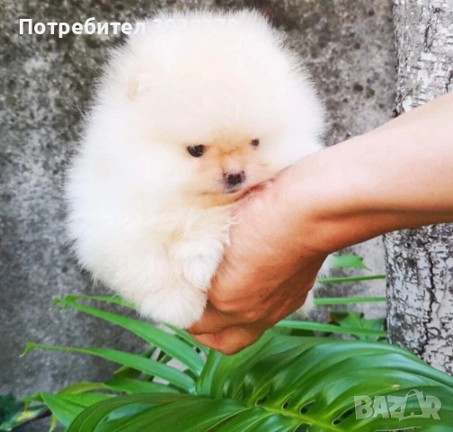 Мини померан, снимка 5 - Померан - 54928299