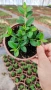 Котонеастър Дамери Мажор, Cotoneaster Dammeri Major, снимка 8