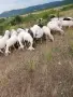 Продавам овце и кози, снимка 8