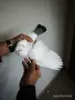 Продавам Гълъба 🕊️, снимка 3