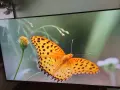 Tcl 43qled780k 4k qled ultra HD 43 inch Google tv, снимка 3
