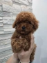 Пудел Той/Poodle Toy, снимка 3