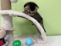 🐾 Шотландски клепоухи (Scottish Fold) и британски (British Shorthair) котенца, снимка 4