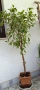 Фикус Бенджамин Microcarpa, височина 145-135см, снимка 4