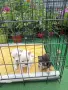 Бебета пинчери на 30 дена, снимка 2
