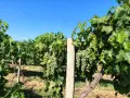 Продавам висококачествено винено грозде – сорт МЕРЛО, снимка 3
