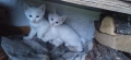 Бели котета с разноцветни очи, снимка 4