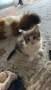 Домашни Котенца с Хигиенни Навици и Доставка до Вашия Град, снимка 12