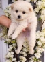 Померански шпиц , снимка 2