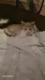 Подарамам мъжко котенце , снимка 3