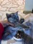 Котенца персийки , снимка 5