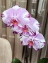 Орхидеи Фаленопсис, снимка 10
