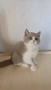 Британски котки , снимка 4