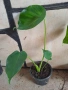 Monstera deliciosa реалните растения на последните снимки , снимка 5