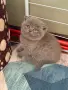 шотландска клепоуха, снимка 3