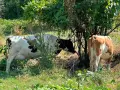 Продавам крави и телета с. Брест област Плевен, снимка 10