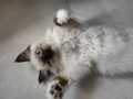 Чистокръвни котенца Ragdoll, снимка 5