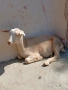 Yareta , снимка 2