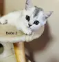 Британско късокосместо коте, снимка 3