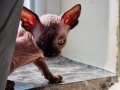 Канадски сфинкс, котенца, снимка 10