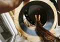 Котешко колело за тичане, снимка 8