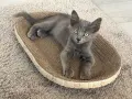 Коте - 2 месеца, снимка 2
