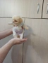 пекинез пекинези, снимка 11