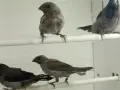Люспогърди амадини, снимка 5