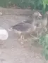 Продавам гъски сиви, снимка 1