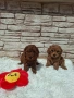 Момиченца пудел той , снимка 3