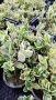 Евонимус Браво, Euonymus japonicus Bravo, снимка 15