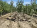Производствена база за декоративни растения на бала, снимка 7