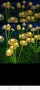 Изкуствено цвете 🌸 със LED диотчета за градината , снимка 1