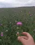 Мед букет магарешки бодил , снимка 5