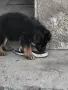 немска овчарка ...., снимка 3