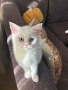 Британски котета | Британки | Късокосмести, снимка 4